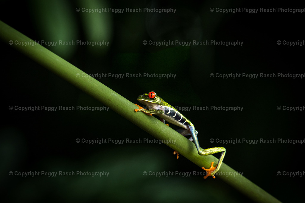 Frösche (3) | PeggyRaschPhotography - Realisiert mit Pictrs.com
