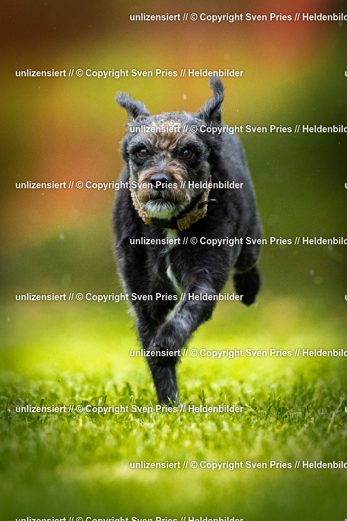 Sven Pries | 2025-09-21 - Hunderennen Baden-Oos - Realisiert mit Pictrs.com