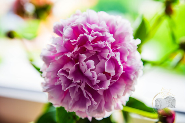 DSC_1009 | Shop für Prints Landschaftsfotografie Sächsische Schweiz Naturfotografie in Thüringen Fotos vom Findlingspark Nochten Kloster Sankt Marienstern Bilder Festung Königstein PanoramaRhododendronpark Kromlau FotogalerSchleswig-Holstein Küstenlandschaften