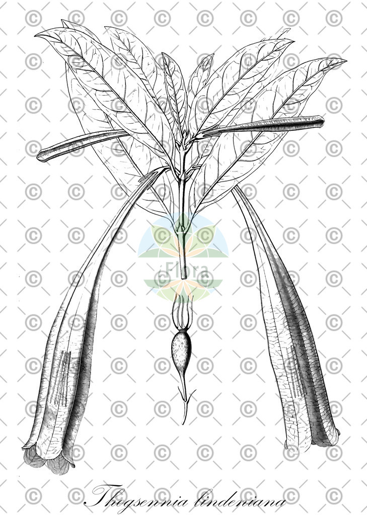 HistAbb_wfo-1000007908_1_ENZY_Simple | Historische Abbildung von Thogsennia lindeniana - Rubiaceae | Historical Illustration of Thogsennia lindeniana - Rubiaceae
