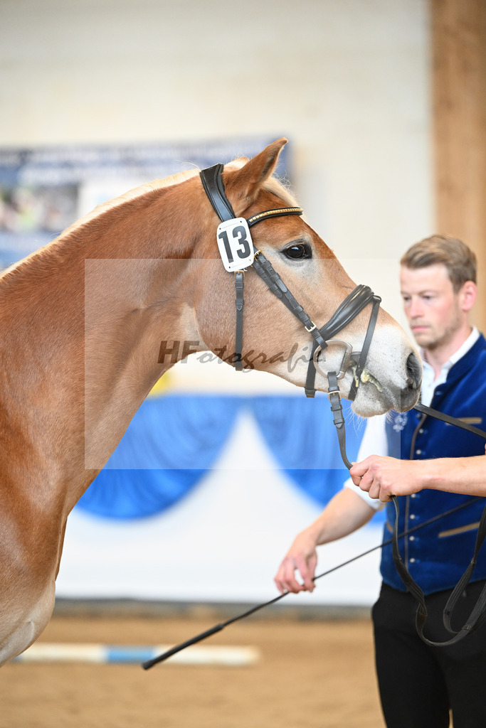 Kat-Nr. 13 Wolverine v. Westwind_Lechner_48250906 | hf-fotografie - Realisiert mit Pictrs.com