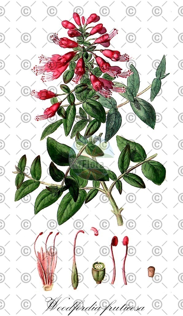 HistAbb_wfo-0000427781_1_ENZY_Simple | Historische Abbildung von Woodfordia fruticosa - Lythraceae | Historical Illustration of Woodfordia fruticosa - Lythraceae