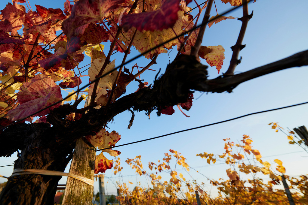 Weinstock im Herbst | Hagenbrunn, Austria - October 18, 2014: Weinstock im Herbst. - Realisiert mit Pictrs.com