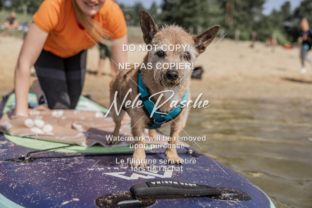 BUHU_SUP_383 | nelerasche