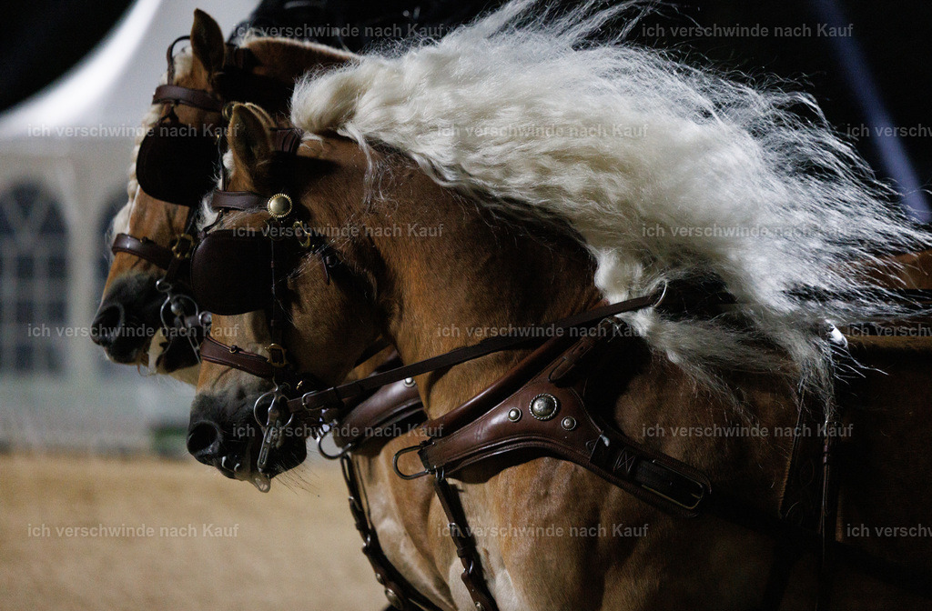 FHClassics-300 | working equitationturnier fotograf videograf stoibphotography marixx film working equitation deutschland reitsport turnierfotografie eventfotografie equestrian events