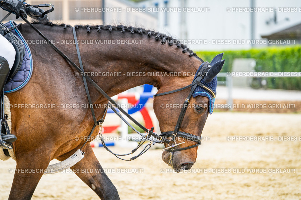 DSC00802 | Pferdegrafie