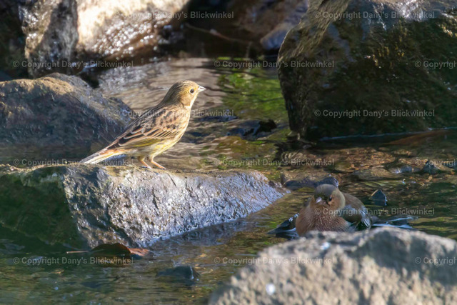 201777 | Tierfotografie, Tierkalender, Tierbilder, Insekten, Spinnen, Vögel, Schmetterling, Libellen, Leinwand, Colorkey, Qualität, Geschenkartikel, Geschenk - Realisiert mit Pictrs.com