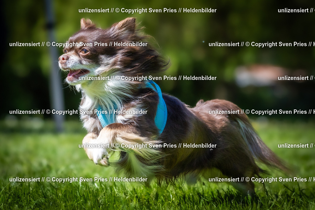 Hunderennen_April_2026_706 | 2026-04-26 - Hunderennen Baden-Oos April 2026 - Realisiert mit Pictrs.com