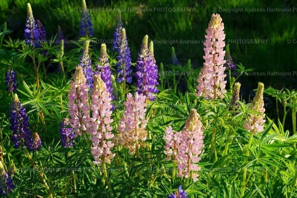 Lupinen in Ljungby | Lupinen in Ljungby - Realisiert mit Pictrs.com