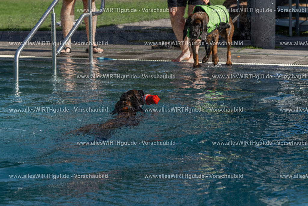 Hundeschwimmen_Volksbad_2026-allesWIRTHgut_Tierfotografie-2609061609-FAY07387 | Professionelle Tierfotografie in Mönchengladbach von Daniel Wirth (allesWIRTHgut). Liebevolle & natürliche Bilder von Hunden & Katzen für unvergessliche Erinnerungen.