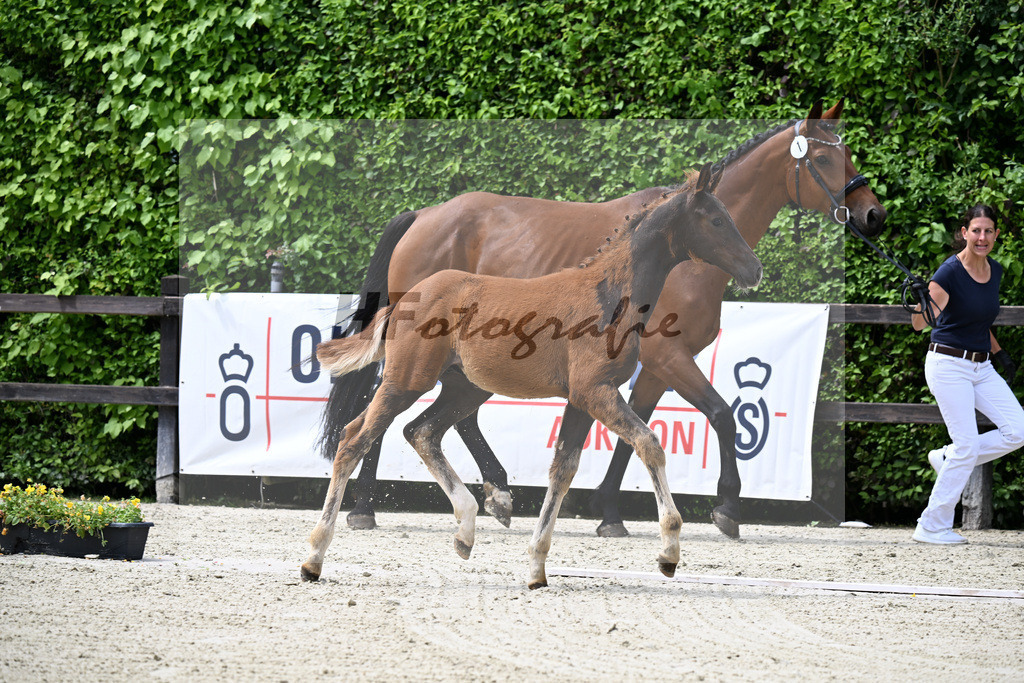 Kat-Nr. 1 Bonds x Antango_Fink_25240152 | hf-fotografie - Realisiert mit Pictrs.com