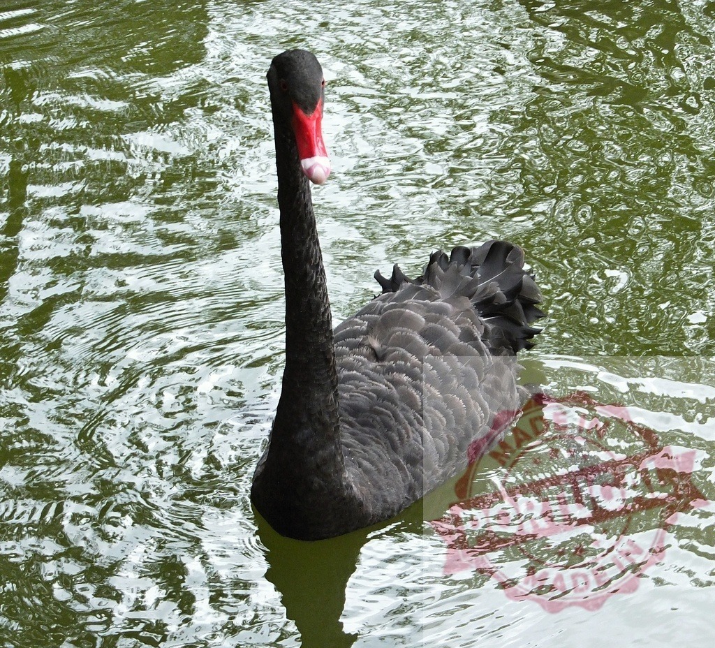 Black swan gracefully swimming on calm green water | Black swan bird with red beak swimming on rippling green water - Realized with Pictrs.com