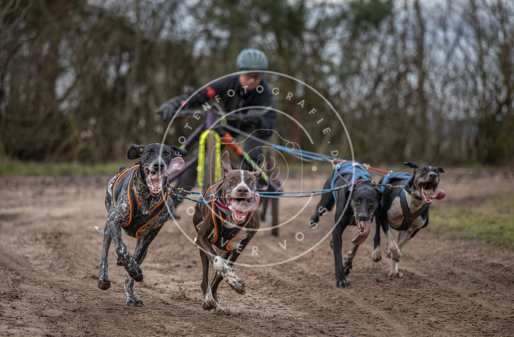Pfotenfotografie_DV3A5976 | Hundefotografie, Tierfotograf, Pfotenfotografie, Fotoshooting Hund, Hunde Portrait, Hundesport, Hundeportraits, Heideshooting, Hunde, Sportfotograf, Hundefotograf, Turnierhundsport, THS,  - Realisiert mit Pictrs.com