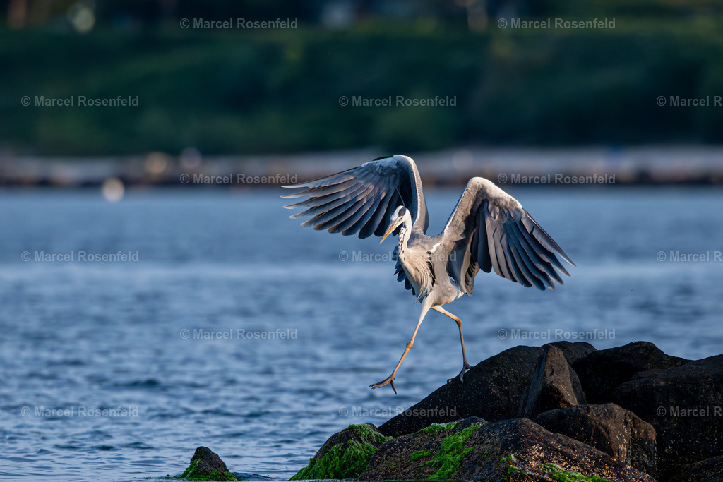 _DSC6045-Verbessert-RR | foto-rosenfeld