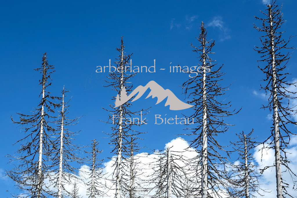 09052016-fb-1993 | Stürme und Borkenkäfer setzen dem Wald zu, ob im Bayerischen oder Böhmerwald, die gleichen Probleme