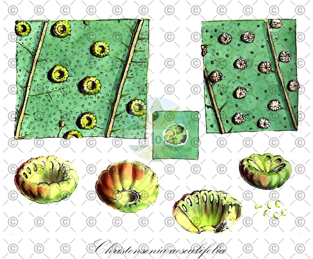 HistAbb_wfo-0001057182_1_ENZY_Simple | Historische Abbildung von Christensenia aesculifolia - Marattiaceae | Historical Illustration of Christensenia aesculifolia - Marattiaceae