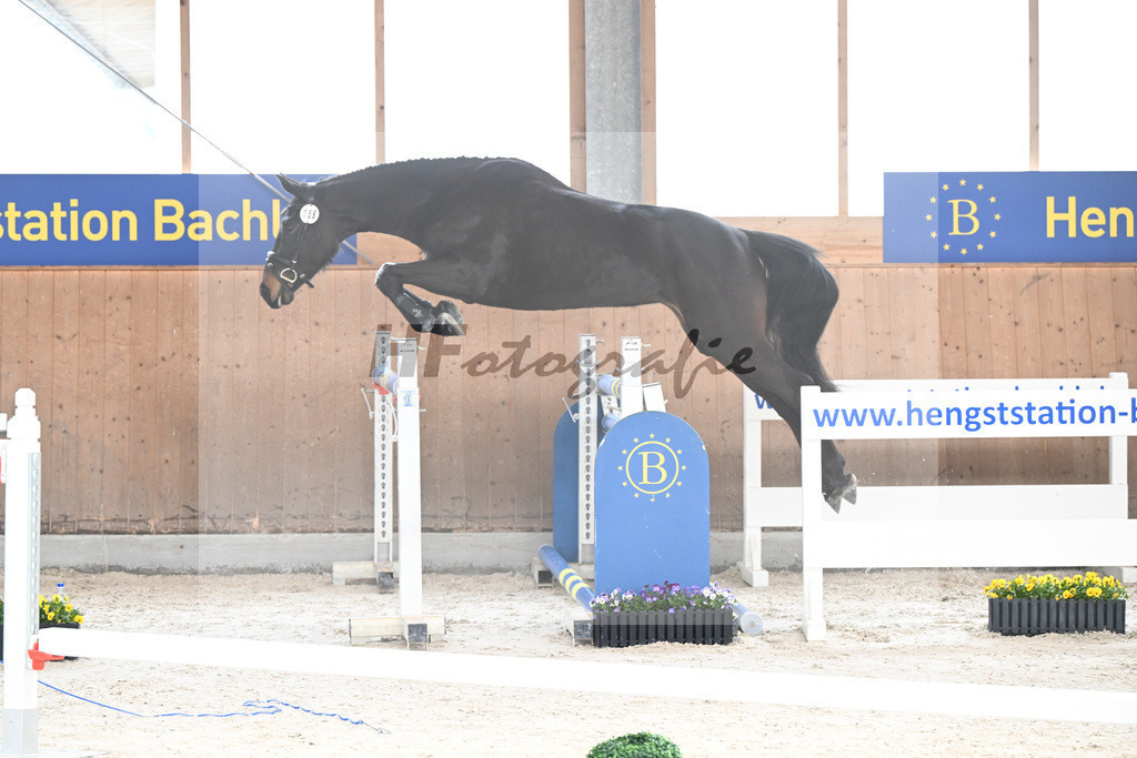 Kat-Nr. 56 Cosita de lAbbaye v. Adzarro de lAbbaye_Steininger_5250410 | hf-fotografie - Realisiert mit Pictrs.com