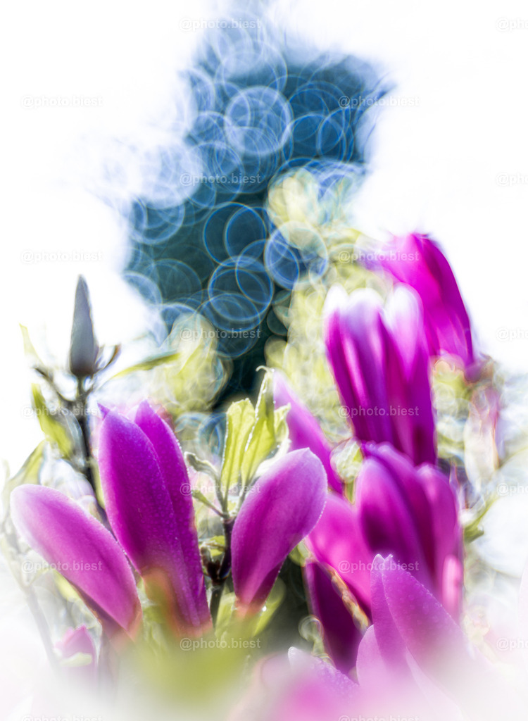 Magnolienfantasie | Magnolienblüten mit Tau. - Realisiert mit Pictrs.com