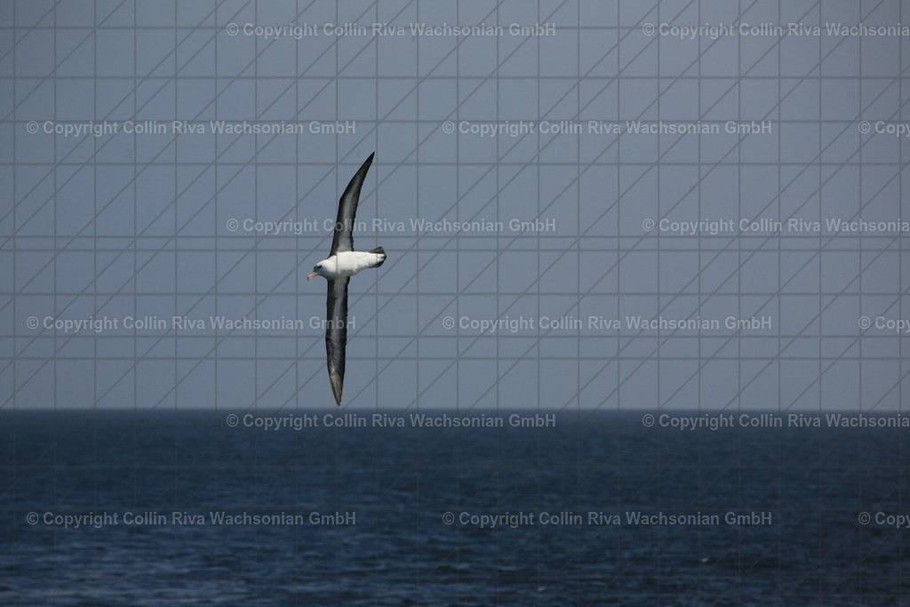 IMG_5155 | Antarktis / Antarctica - Realisiert mit Pictrs.com