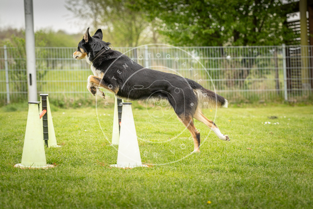 Pfotenfotografie_DV3A3419 | Hundefotografie, Tierfotograf, Pfotenfotografie, Fotoshooting Hund, Hunde Portrait, Hundesport, Hundeportraits, Heideshooting, Hunde, Sportfotograf, Hundefotograf, Turnierhundsport, THS,  - Realisiert mit Pictrs.com