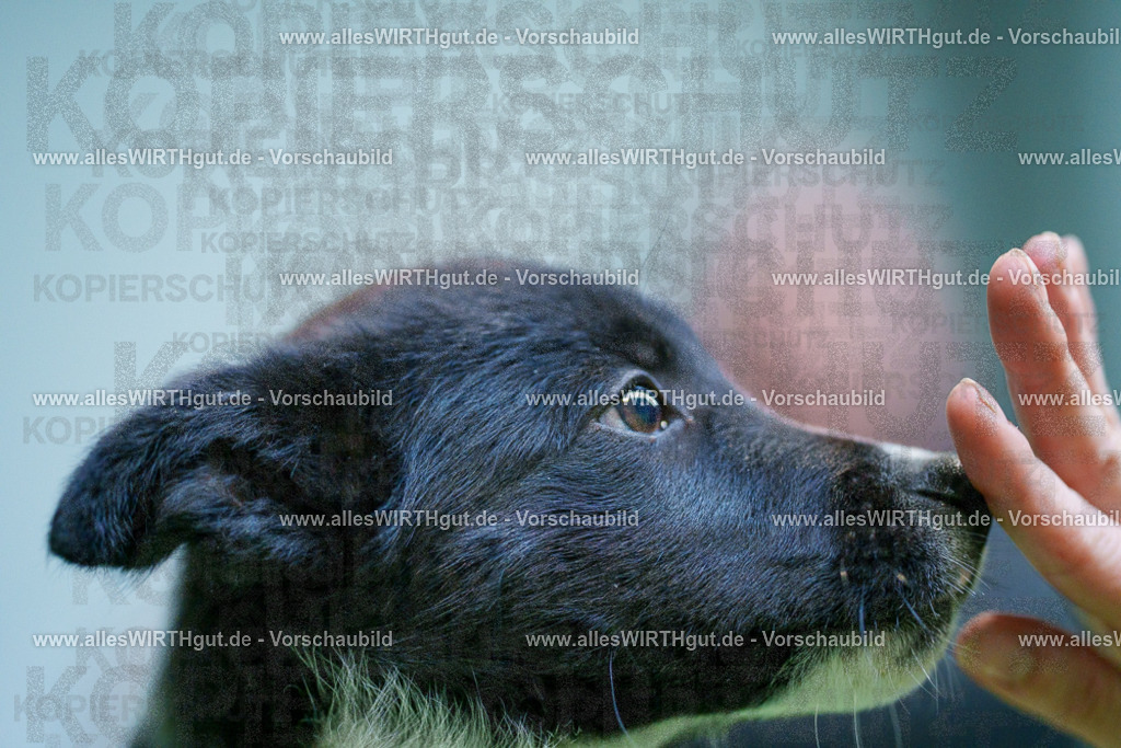 @allesWIRTHgut_Tierfotografie - www.allesWIRTHgut.de - 2604251313-7R503689 | Professionelle Tierfotografie in Mönchengladbach von Daniel Wirth (allesWIRTHgut). Liebevolle & natürliche Bilder von Hunden & Katzen für unvergessliche Erinnerungen.