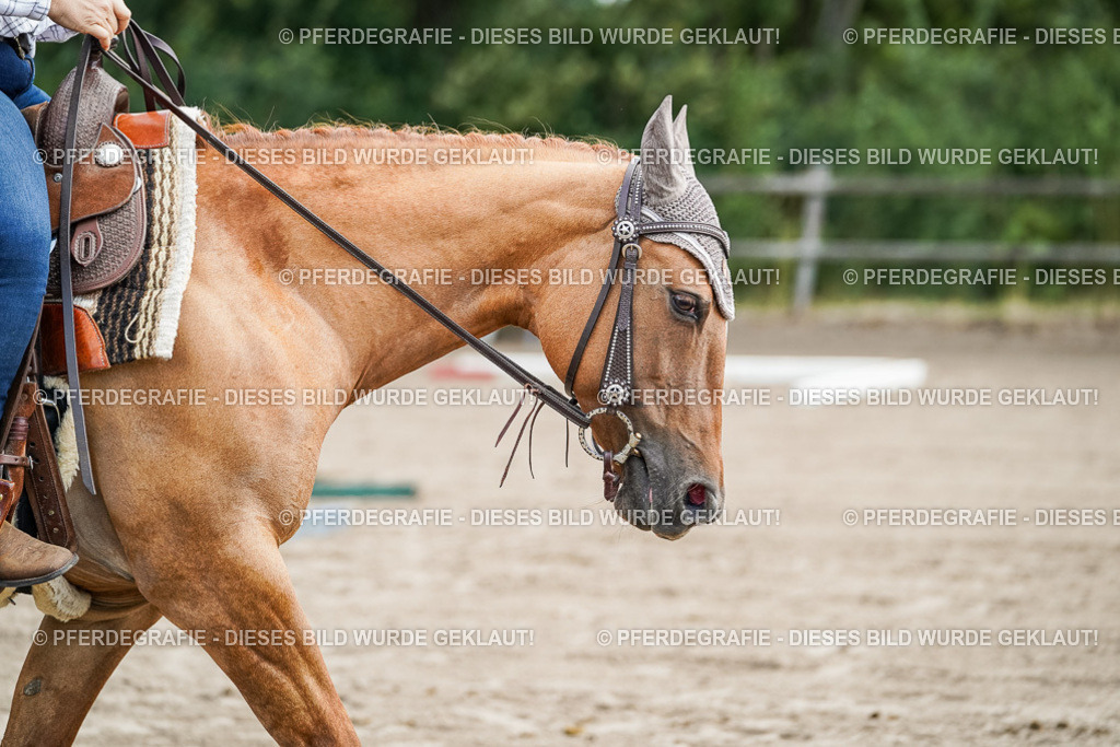 DSC05928 | Pferdegrafie