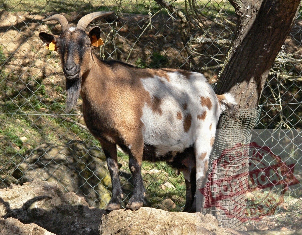 Goat standing on rock in farm enclosure | Brown and white dappled goat standing on a weathered rock - Realized with Pictrs.com