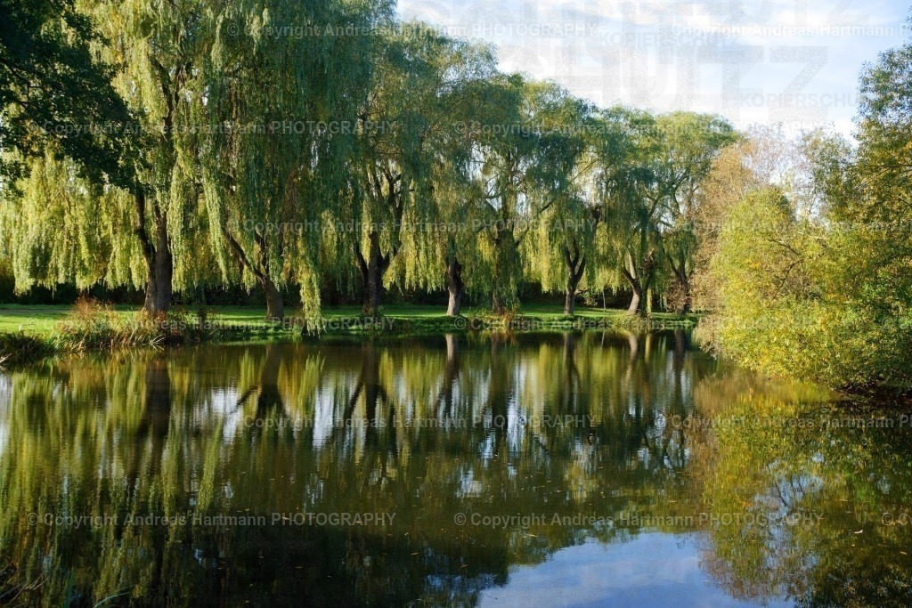 Trauerweiden am alten Elsterarm Bad Köstritz | Trauerweiden am alten Elsterarm Bad Köstritz - Realisiert mit Pictrs.com