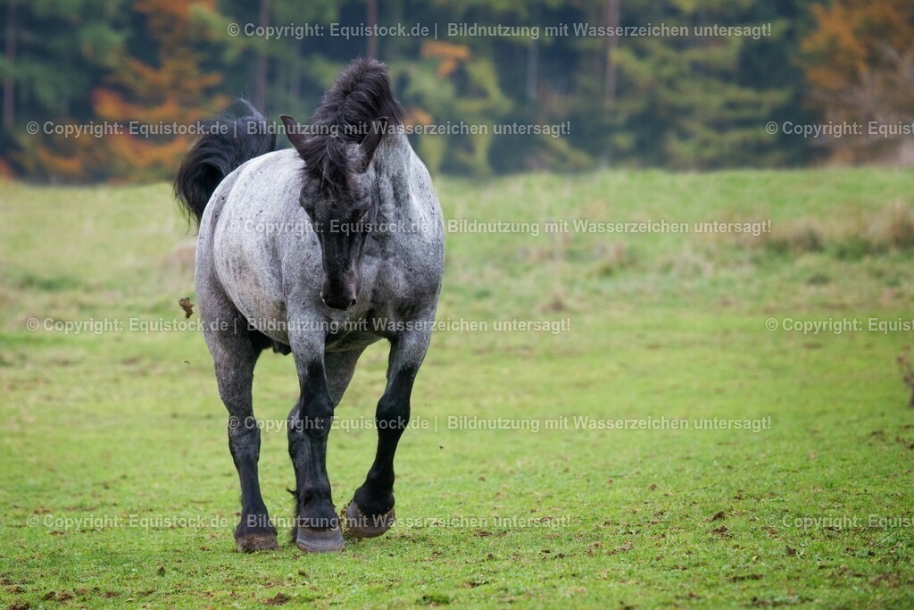 20151014_TOMsPiC_0299 | equistock