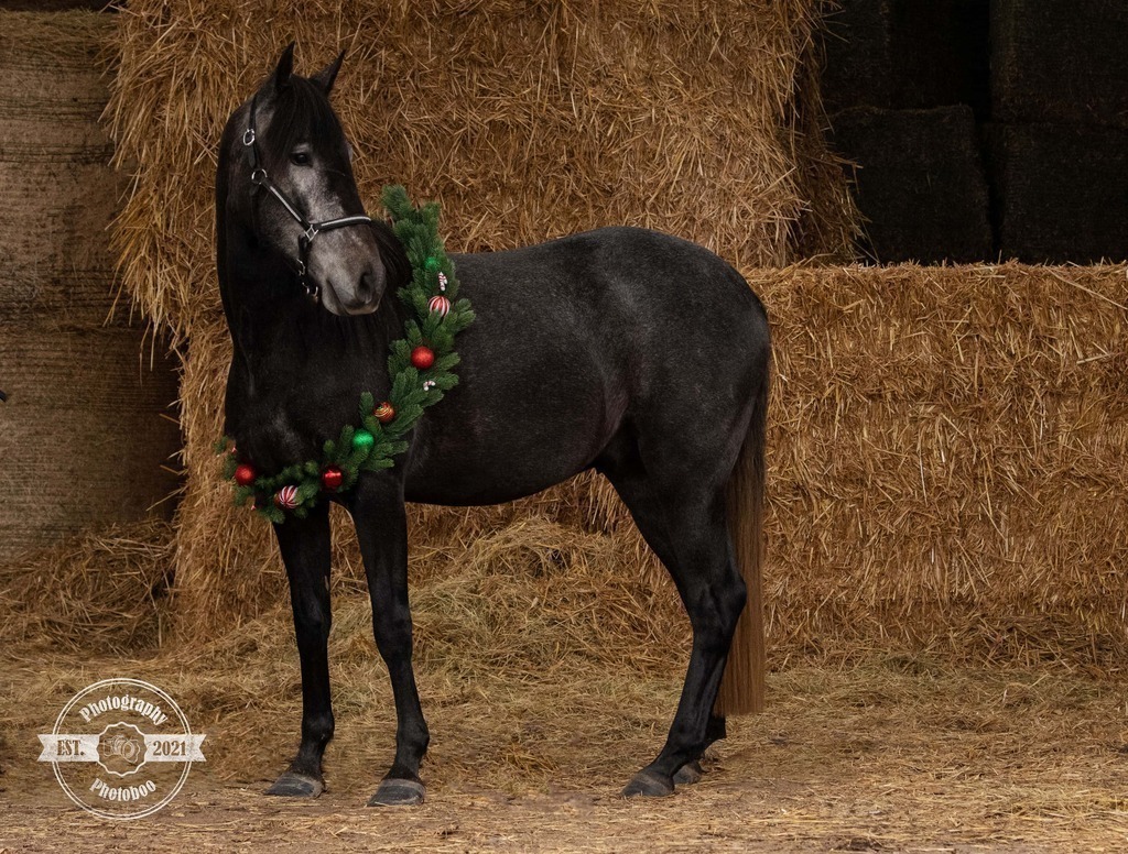 Lieblingsbilder_Photoboo_14 | Pferde- und Hundefotografie in Köln und Umgebung von Vanessza Csuka - Realisiert mit Pictrs.com