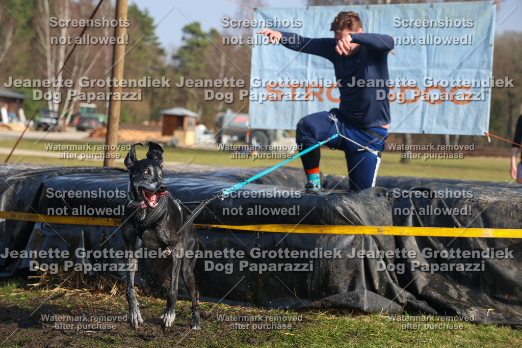 Dog Paparazzi - Strongdog North Mrz26-2541 | Dog Paparazzi Jeanette Grottendiek Fotografie & Videografie - Realisiert mit Pictrs.com