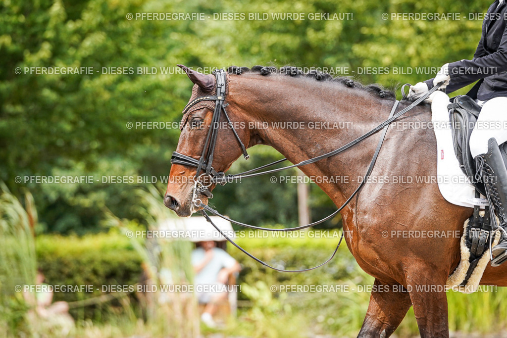 DSC04949 | Pferdegrafie