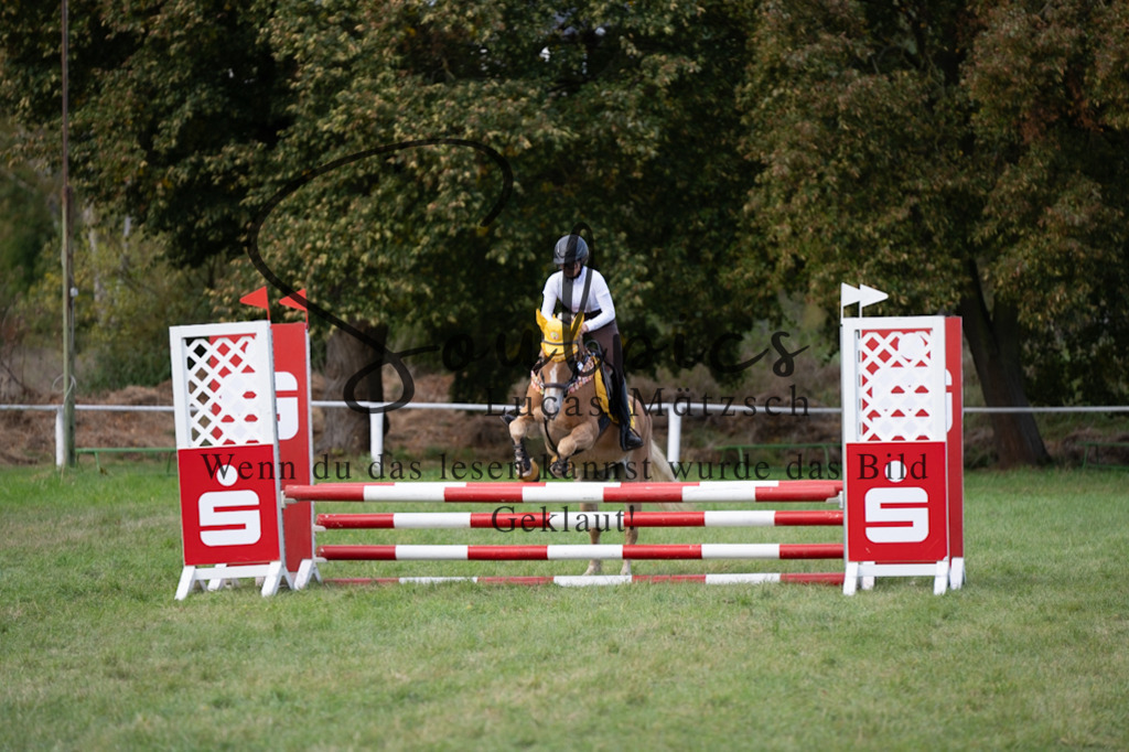 A7V06454 | Pferdefotograf