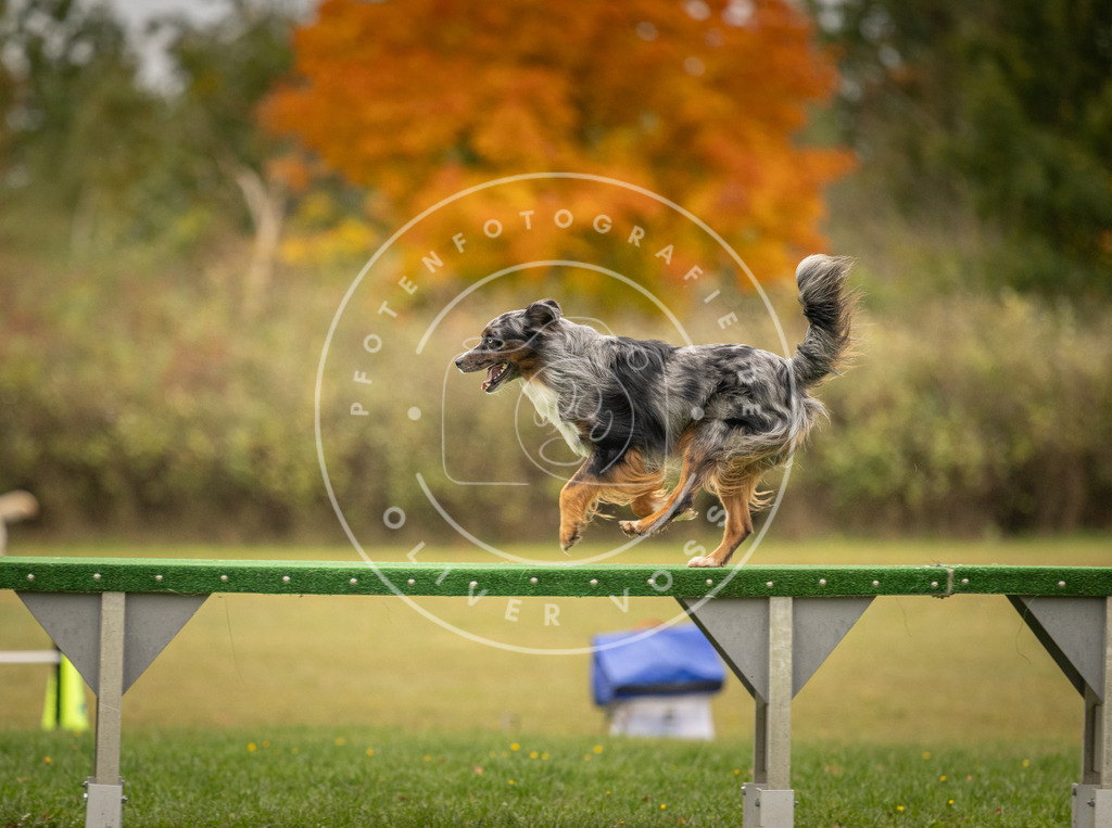 Pfotenfotografie_DV3A6599 | Hundefotografie, Tierfotograf, Pfotenfotografie, Fotoshooting Hund, Hunde Portrait, Hundesport, Hundeportraits, Heideshooting, Hunde, Sportfotograf, Hundefotograf, Turnierhundsport, THS,  - Realisiert mit Pictrs.com