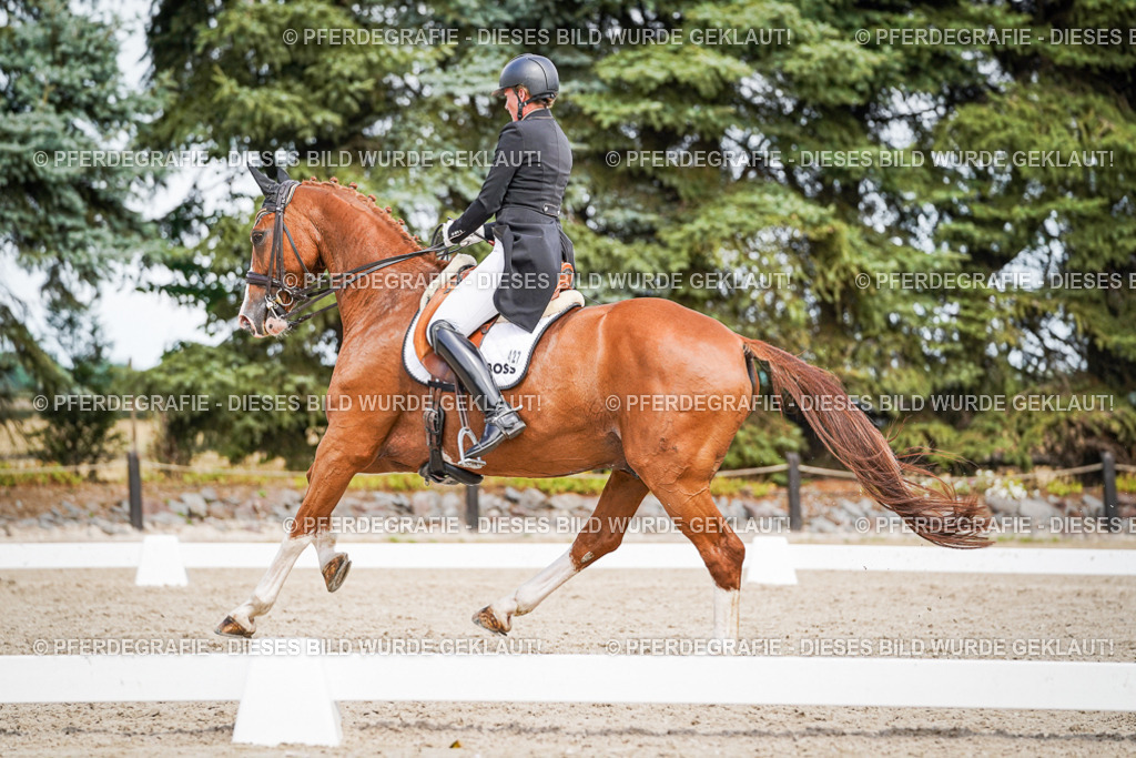 DSC06484 | Pferdegrafie