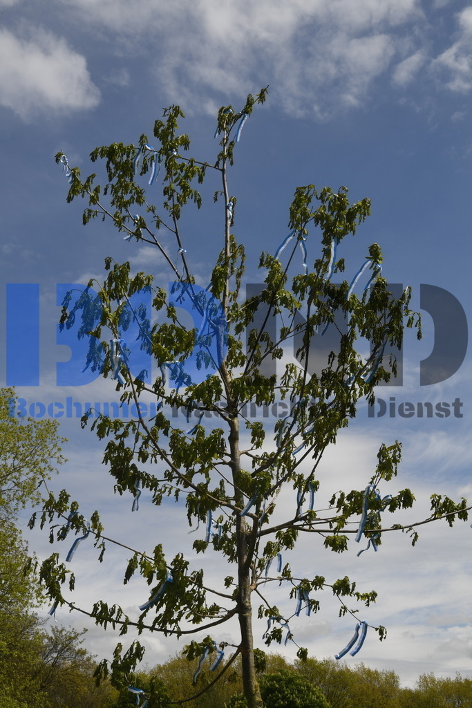 636. Maiabendfest 2024 | {headline}



(Foto: Christian Schnaubelt / BOND)

 - Realisiert mit Pictrs.com