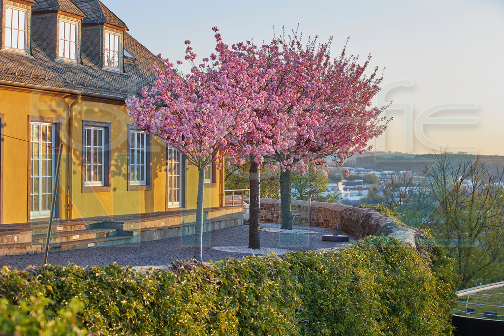 2022-04-20 06-46-37_543A0831 | Nitz Fotografie aus Montabaur bietet Ihnen hier die Möglichkeit Bilder auszusuchen und zu bestellen. 