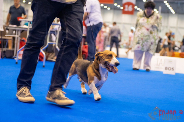 World Dog Show | World Dog Show 2023 im Palexpo in Genf 23.08.2023 Foto: Leo Wyden