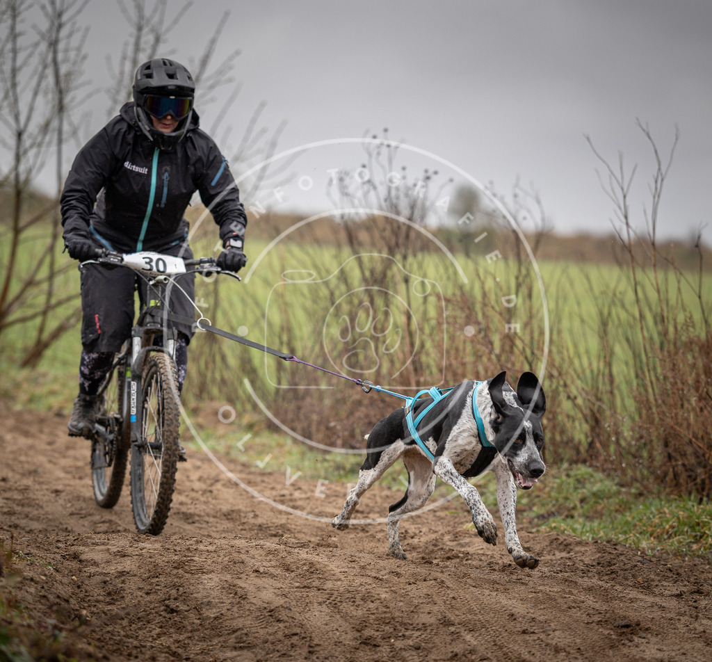 DV3A9105 | Hundefotografie, Tierfotograf, Pfotenfotografie, Fotoshooting Hund, Hunde Portrait, Hundesport, Hundeportraits, Heideshooting, Hunde, Sportfotograf, Hundefotograf, Turnierhundsport, THS,  - Realisiert mit Pictrs.com
