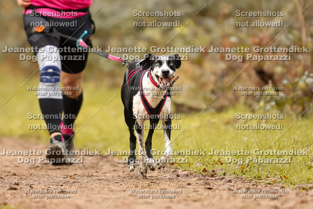Dog Paparazzi - Speedhunter Mannheim  2025-251 | Dog Paparazzi Jeanette Grottendiek Fotografie & Videografie