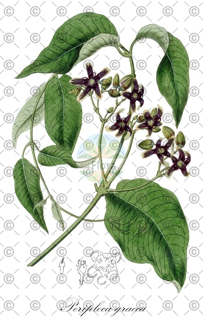 HistAbb_wfo-0000267332_1_ENZY_Simple | Historische Abbildung von Periploca graeca - Apocynaceae | Historical Illustration of Periploca graeca - Apocynaceae