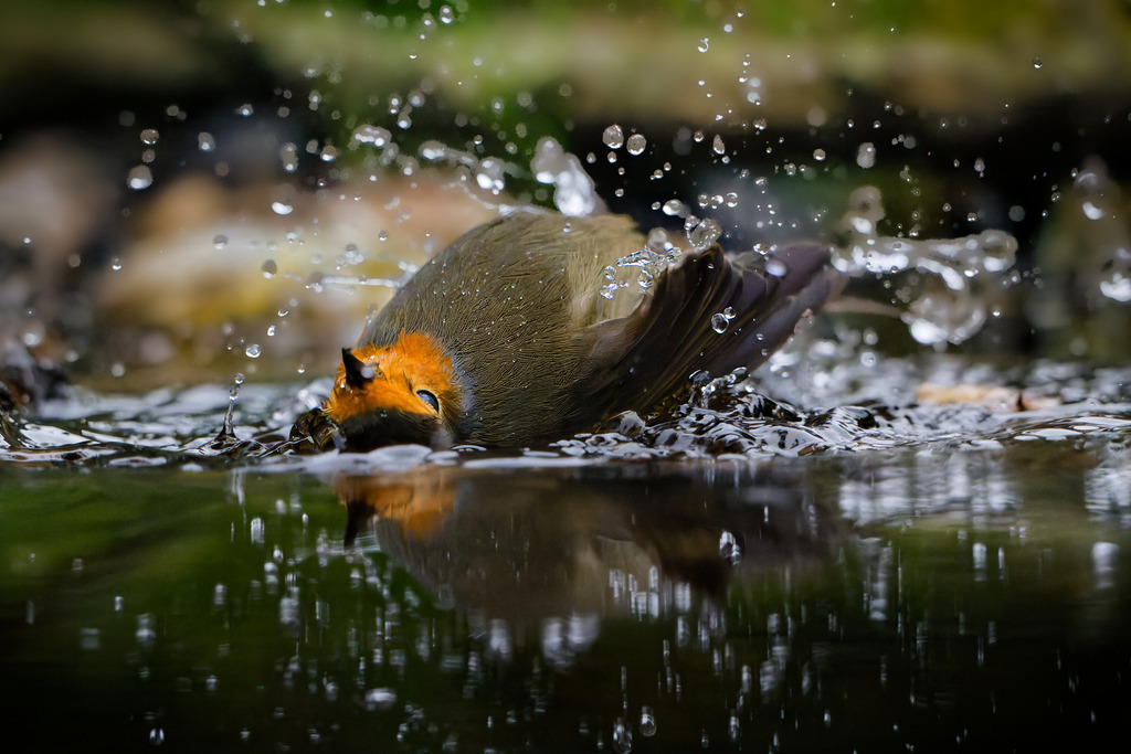 Aktion im Wasser lebendige Aufnahme eines badenden Rotkehlchens | Eine beeindruckende Momentaufnahme eines Rotkehlchens (Erithacus rubecula), das sich enthusiastisch in einem flachen Gewässer badet. Der Vogel ist mitten in der Bewegung festgehalten, wobei sein Körper leicht zur Seite geneigt ist und der Kopf ins Wasser getaucht ist. Zahlreiche Wassertropfen spritzen dynamisch um ihn herum in die Luft und fangen das Licht ein. Das charakteristische orange Brustgefieder des Rotkehlchens ist teilweise unter der Wasseroberfläche oder von Spritzern verdeckt, aber noch erkennbar. Die Wasseroberfläche spiegelt den Vogel und die Umgebung wider, was dem Bild zusätzliche Tiefe verleiht. Der Hintergrund ist unscharf, was die volle Aufmerksamkeit auf die lebhafte Szene lenkt. Dieses Bild fängt die Freude und Vitalität des Vogels beim Baden perfekt ein.