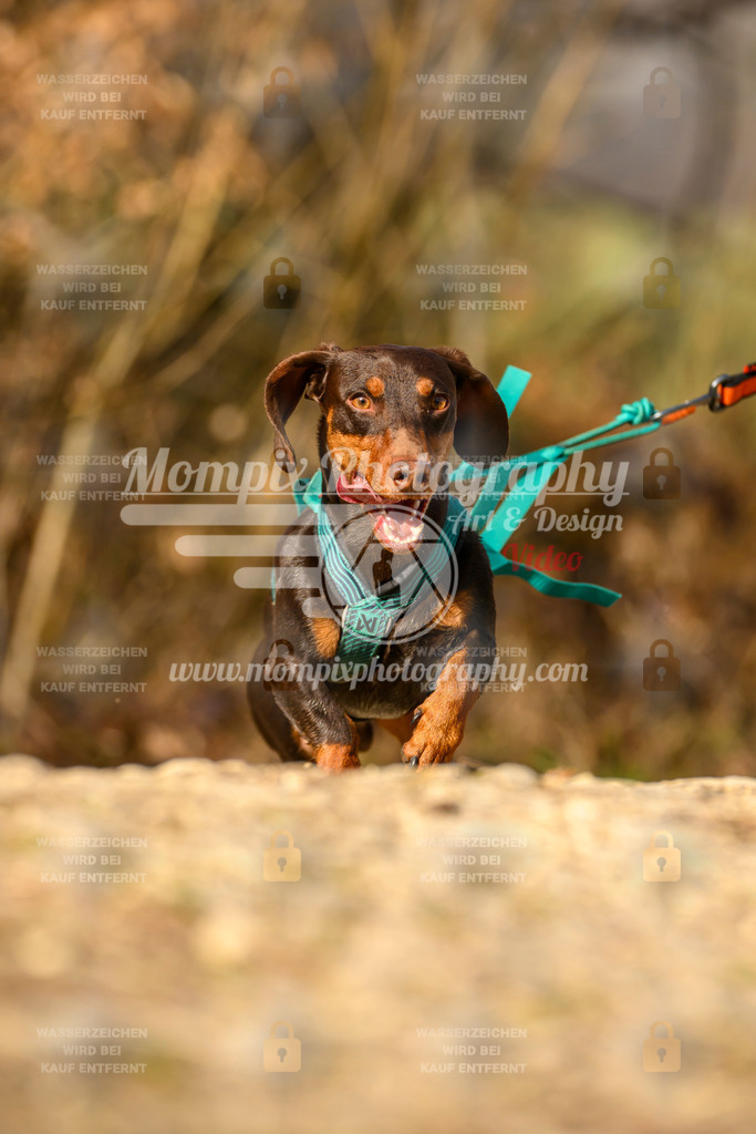 MompixPhotography_6ReiatRennen2026_SA_HappyDog-121 | PayLife