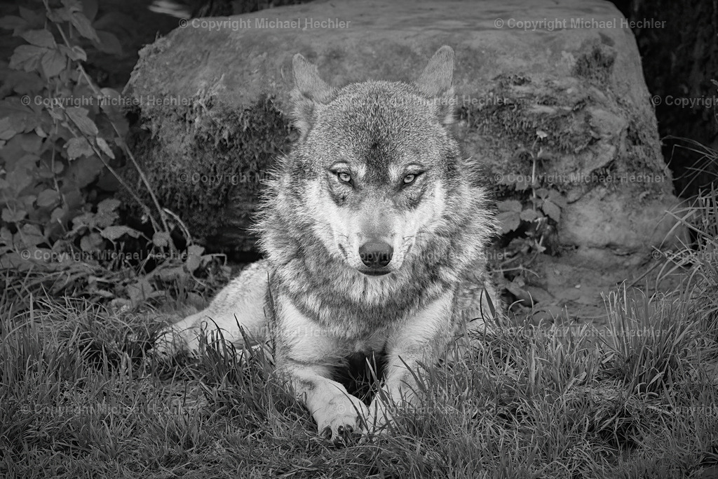 Wolf | A European wolf  - Realisiert mit Pictrs.com