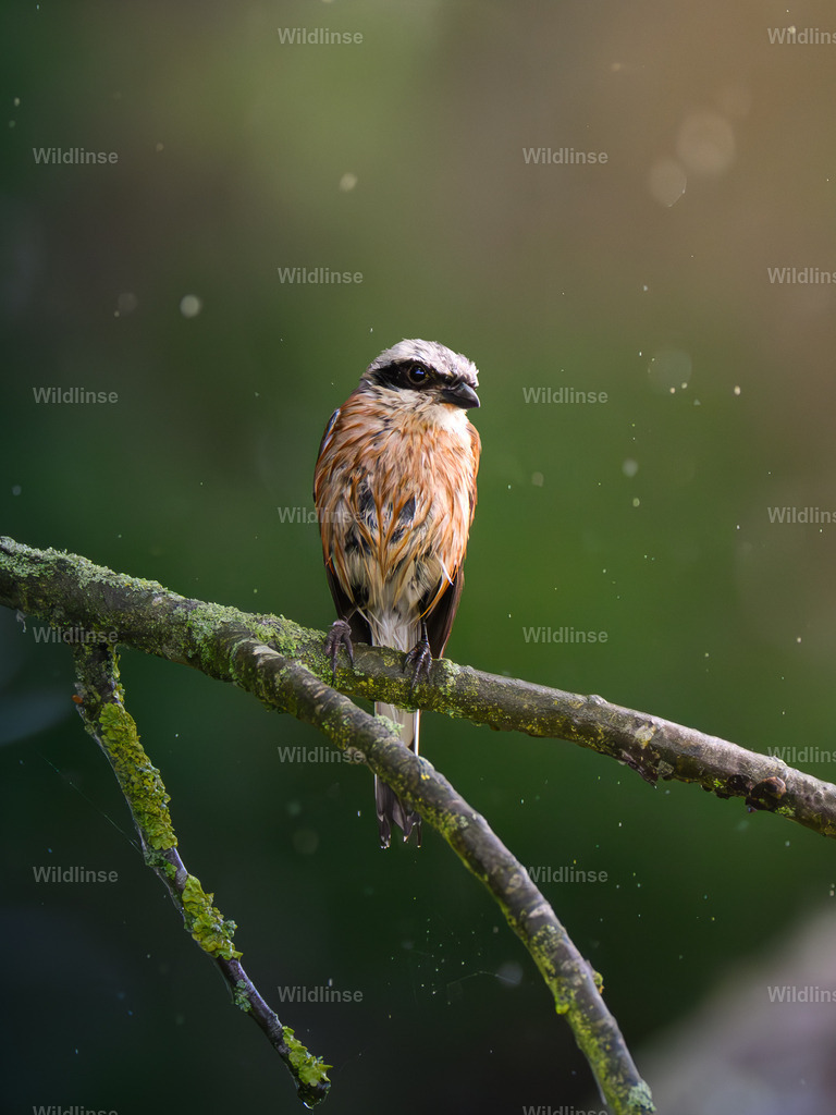 Wildlinse-250712-7 | Willkommen bei Wildlinse. Wildtierfotografien aus Schleswig-Holstein: Entdecke einzigartige Fine-Art-Prints und Poster, die Ruhe, Wildnis und die Schönheit unserer heimischen Tierwelt in dein Zuhause bringen. - Realisiert mit Pictrs.com