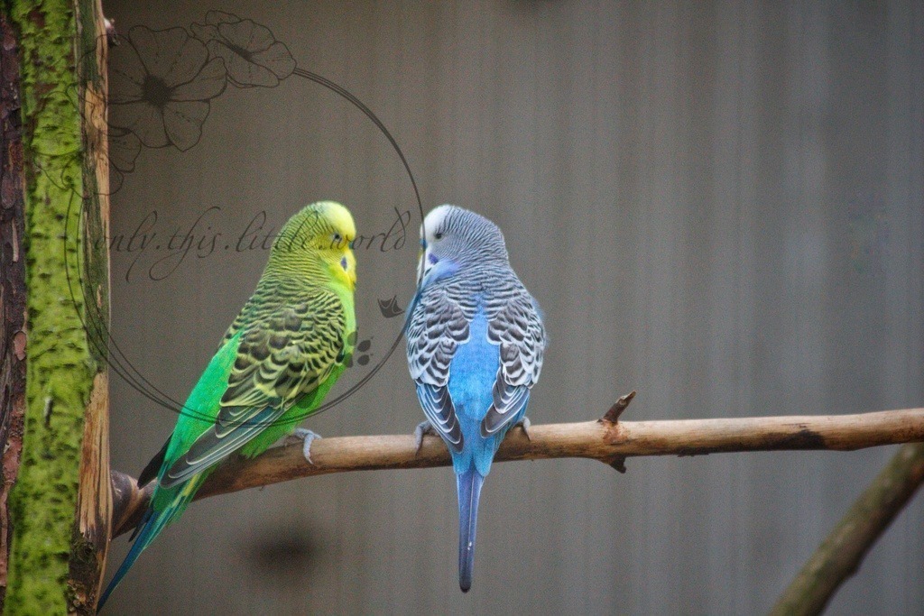 Wellensittiche | Farbschlag Links: Normal-grün. Rechts: Normal-dunkelblau  - Realisiert mit Pictrs.com