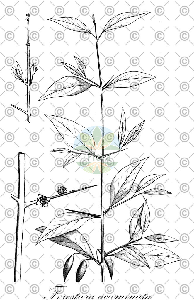 HistAbb_wfo-0001195343_1_ENZY_Simple | Historische Abbildung von Forestiera acuminata - Oleaceae | Historical Illustration of Forestiera acuminata - Oleaceae