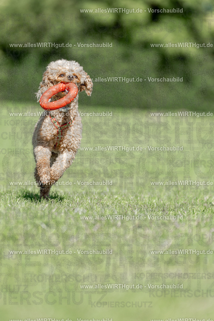 Hundeschwimmen_Volksbad_2026-allesWIRTHgut_Tierfotografie-2609061109-101910-7R509441 | Professionelle Tierfotografie in Mönchengladbach von Daniel Wirth (allesWIRTHgut). Liebevolle & natürliche Bilder von Hunden & Katzen für unvergessliche Erinnerungen.