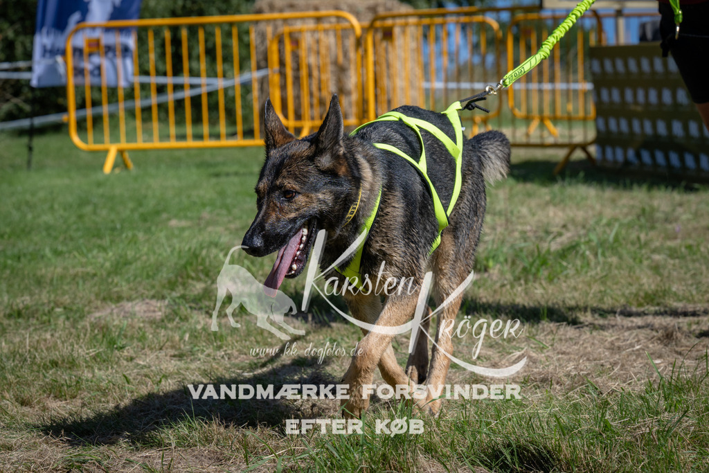 1124_ZZ91582 | kk-dogfotos