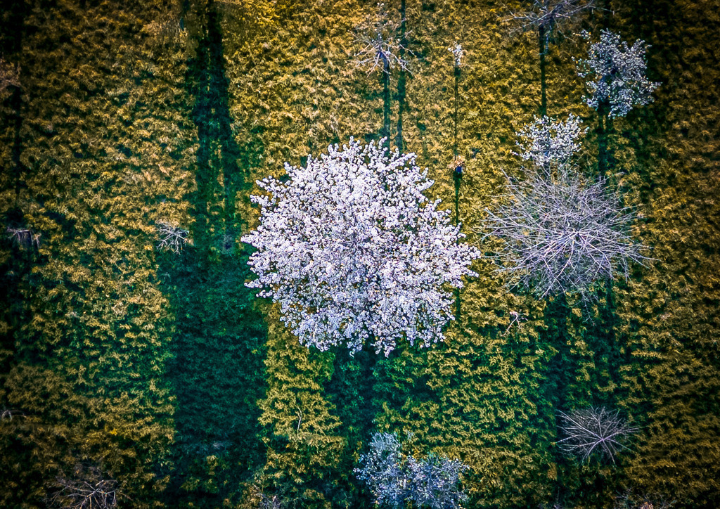 MPI_Blüten_0006 | Kirschbaum von oben bei Bottenau - Realisiert mit Pictrs.com